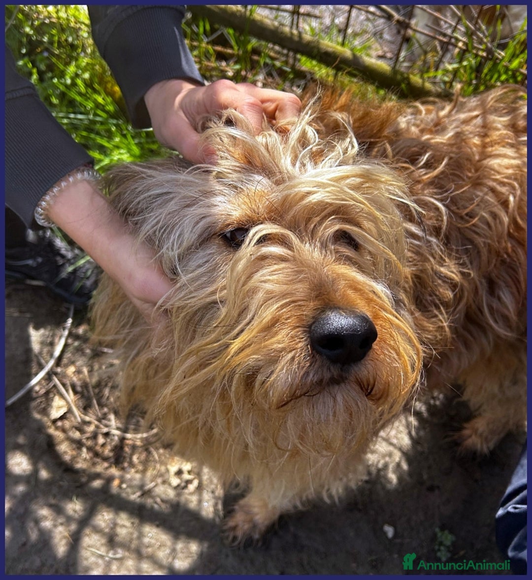 Spinone cani in regalo: FANGO DOLCE SPINONCELLO 2-3 ANNI SOGNA LA GIOIA DI a Città metropolitana di Milano - Annuncio 10