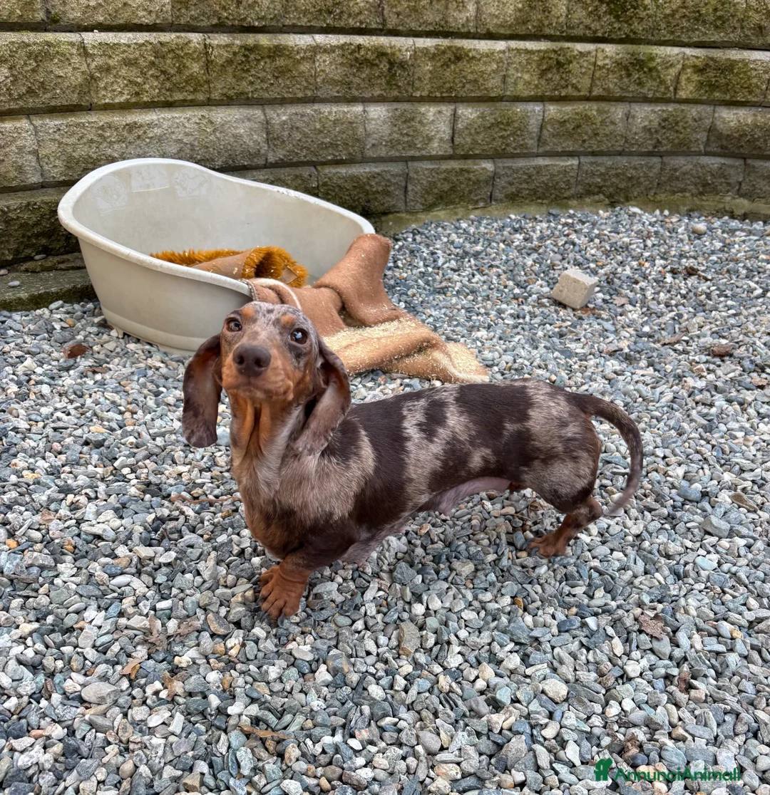 Bassotto cani in vendita: Bassotto Kaninchen - Annuncio 1