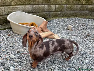 Bassotto cani Bassotto Kaninchen - Annuncio 1