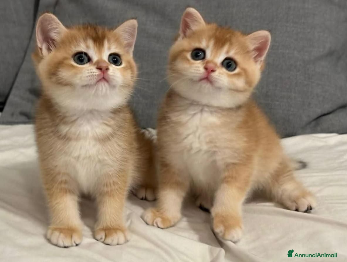 British gatti Magnifici cuccioli di british shorthair golden - Annuncio 10