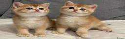 British gatti in vendita: Magnifici cuccioli di british shorthair golden - Annuncio 1