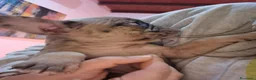 Bulldog Francese cani in vendita: Cuccioli di Bulldog Francese  - Annuncio 2