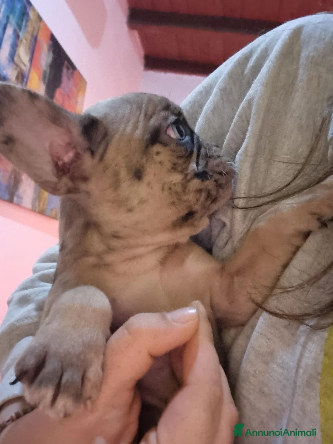 Bulldog Francese cani in vendita: Cuccioli di Bulldog Francese  - Annuncio 2