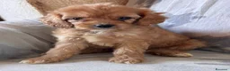 Cavapoo cani in vendita: Cuccioli di cane Cavapoo - Annuncio 17