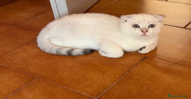 British gatti - Annuncio 11
