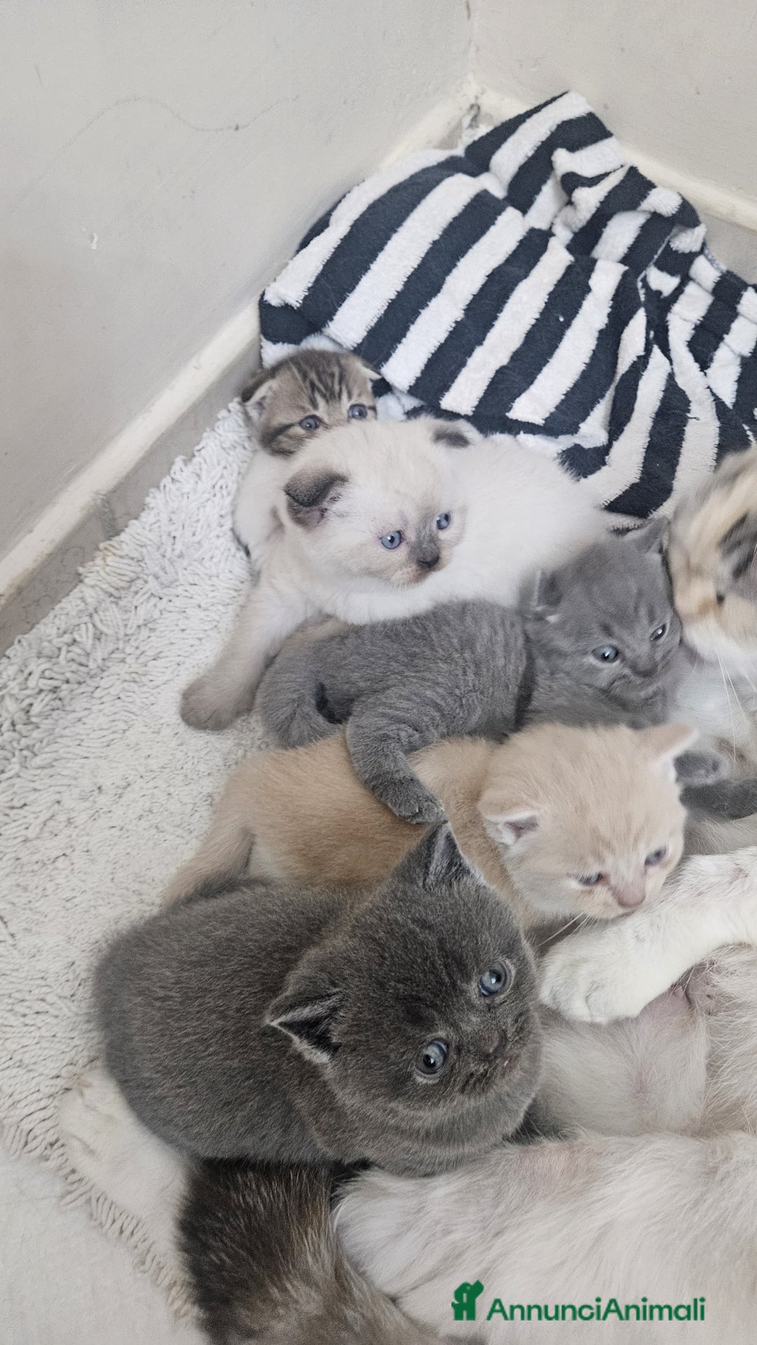 Scottish gatti in vendita: Schottich Fold e Scottich Straight  - Annuncio 5