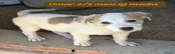 Meticcio cani in regalo: Cuccioli, non hanno chiesto di nascere  a Provincia di Brescia - Annuncio 8