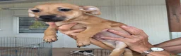 Meticcio cani in regalo: CUCCIOLO 2 MESI TG P - Annuncio 2