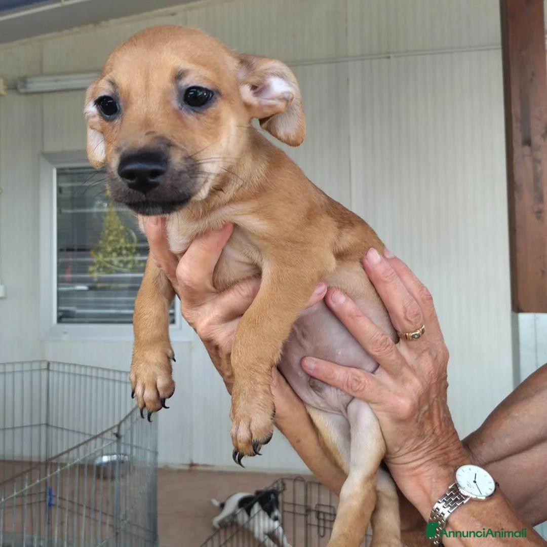 Meticcio cani in regalo: CUCCIOLO 2 MESI TG P - Annuncio 2