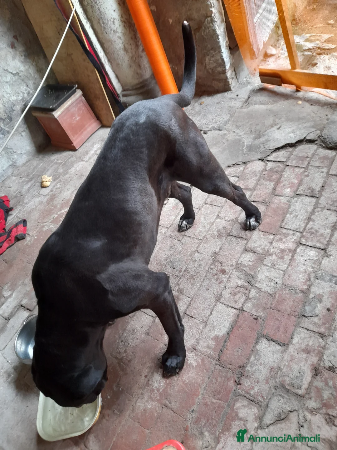 Cane Corso cani in regalo: 4 anni e mezzo cane corso a Provincia di Bergamo - Annuncio 2