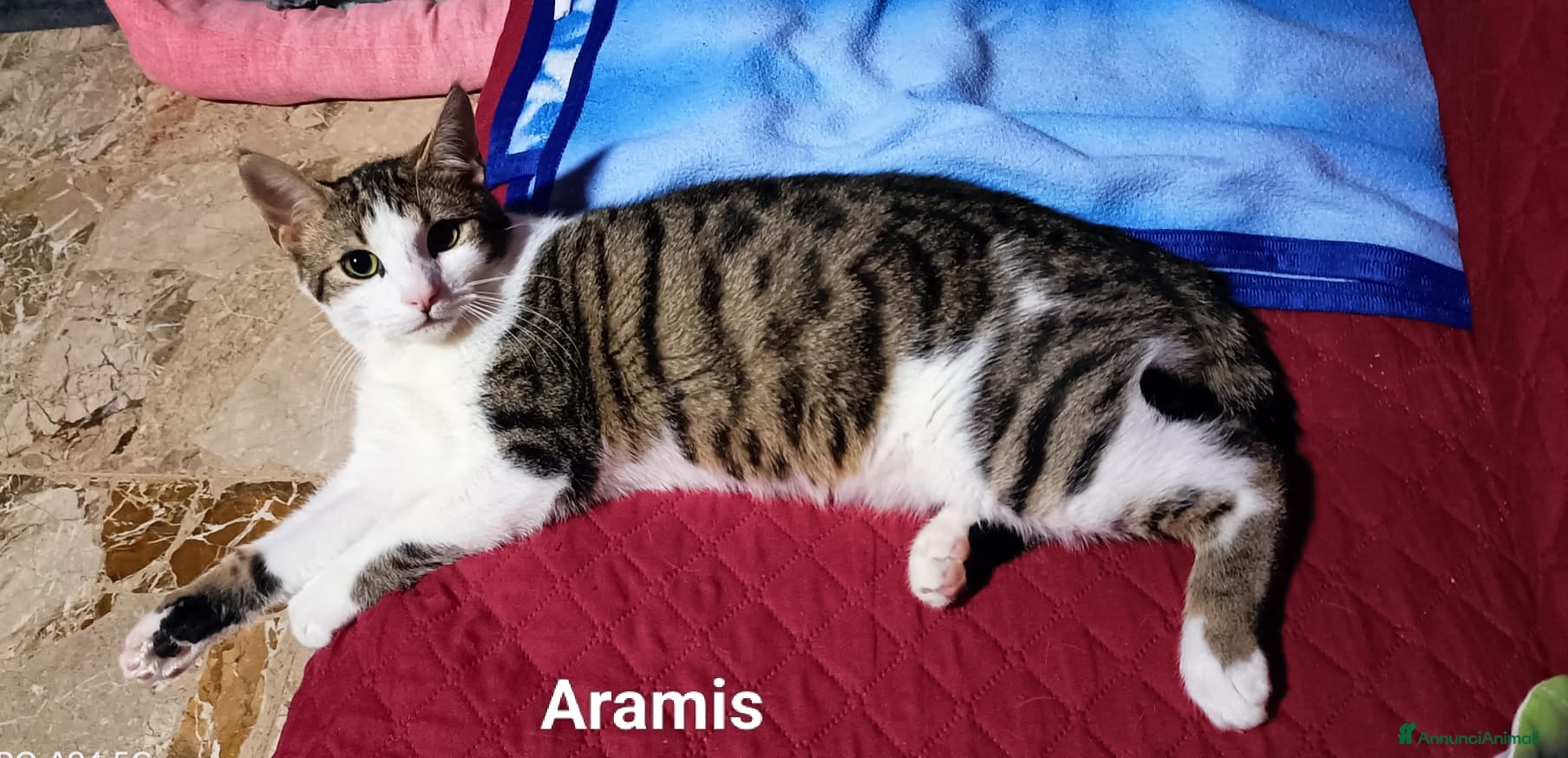 Europeo gatti 3 moschettieri  - Annuncio 30