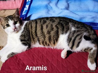 Europeo gatti 3 moschettieri - Annuncio 30