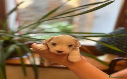 Maltese cani in vendita: CUCCIOLI CUCCIOLO DI DI MALTIPOO a Provincia di Verona - Immagine 5