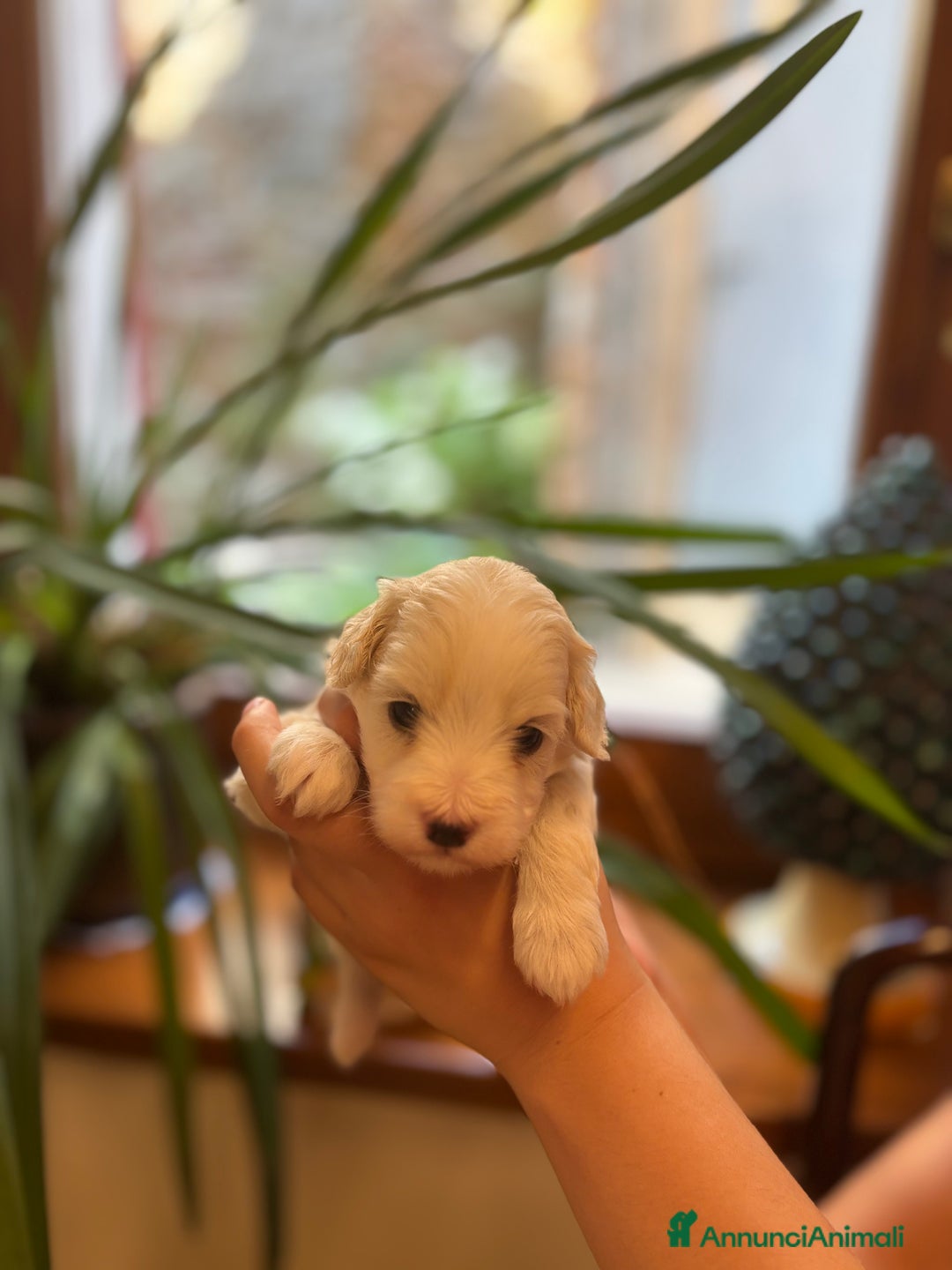 Maltese cani in vendita: CUCCIOLI CUCCIOLO DI DI MALTIPOO a Provincia di Verona - Immagine 5