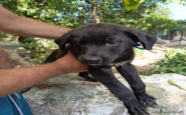 Meticcio cani a Provincia di Varese - Annuncio 17
