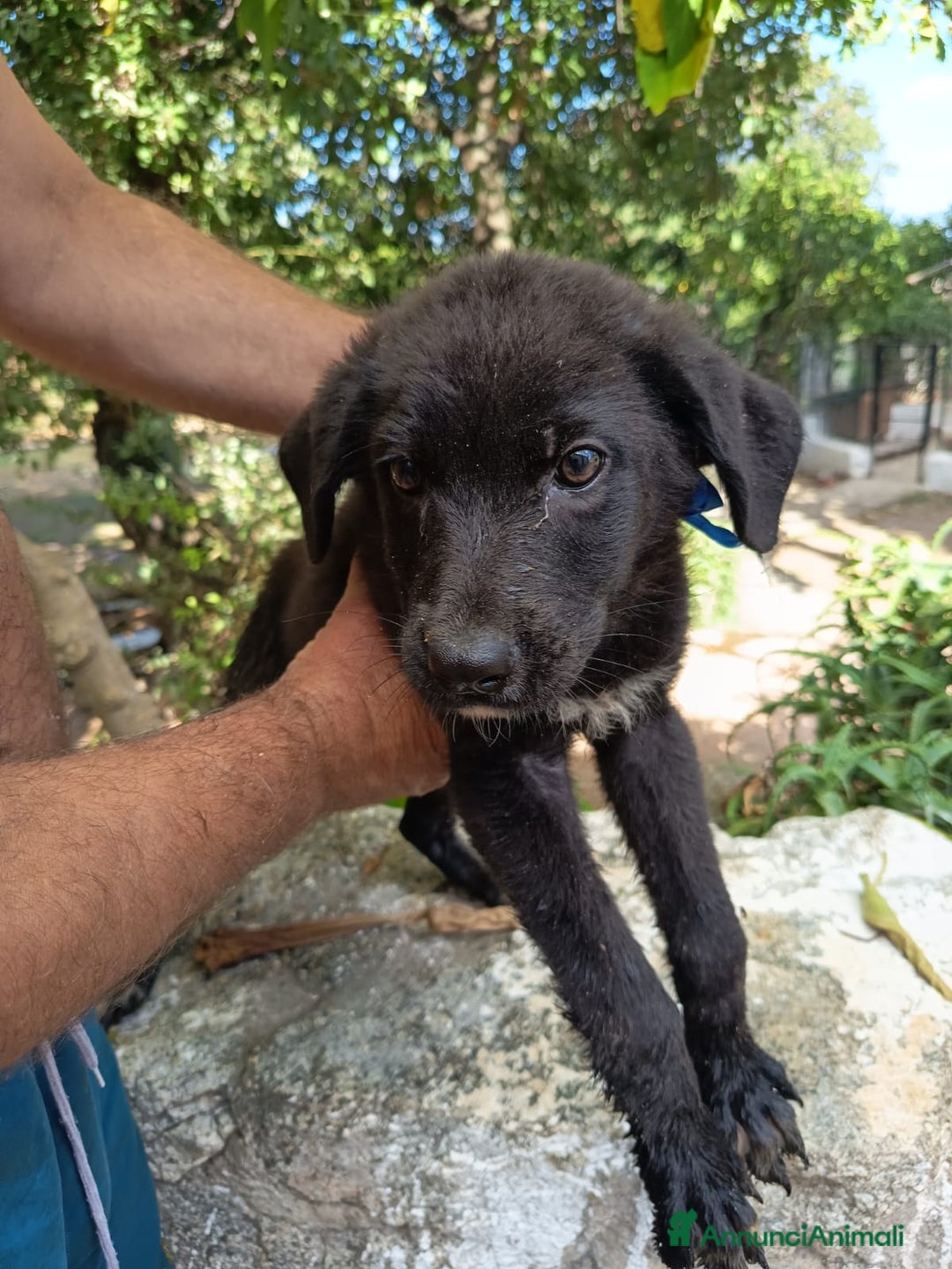 Meticcio cani in regalo: PEPE ASPETTA UNA MAMMA  a Provincia di Varese - Immagine 1