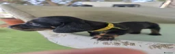 Bassotto Nano cani in vendita: Allevamento del gargano CALVINC a Provincia di Foggia - Annuncio 6
