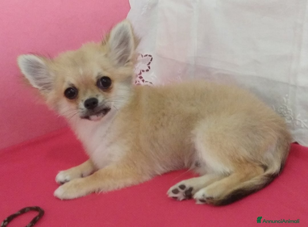 Chihuahua cani in vendita: Chihuahua maschio a pelo lungo con Pedegree Enci  - Annuncio 3