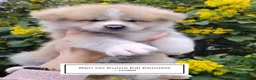 Akita Inu cani in vendita: Cuccioli di Akita Inu - Annuncio 6