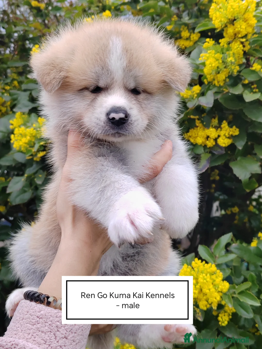 Akita Inu cani in vendita: Cuccioli di Akita Inu - Annuncio 11
