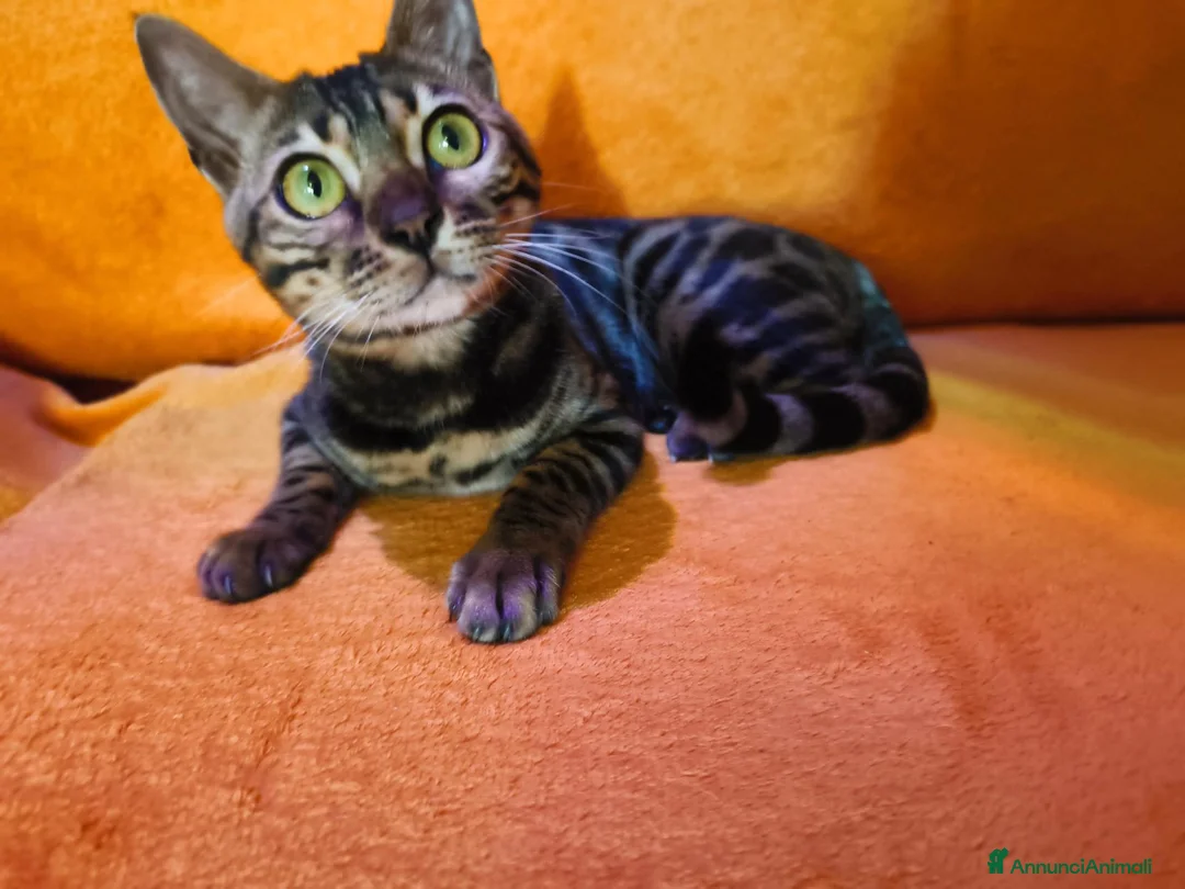 Bengala gatti in vendita: Dolcissima Bellissima gattina Bengala  - Annuncio 5