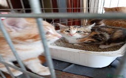 Europeo gatti in regalo: 5 cuccioli e mamma cercano casa❤️ - Immagine 5