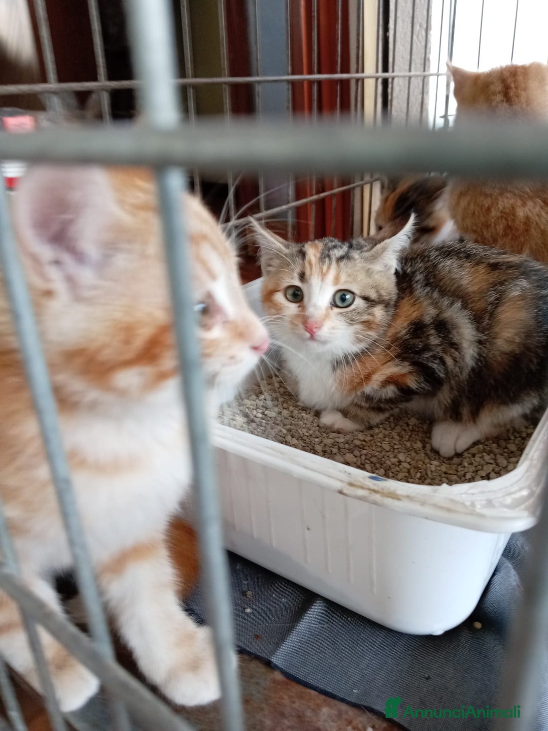 Europeo gatti in regalo: 5 cuccioli e mamma cercano casa❤️ - Annuncio 5