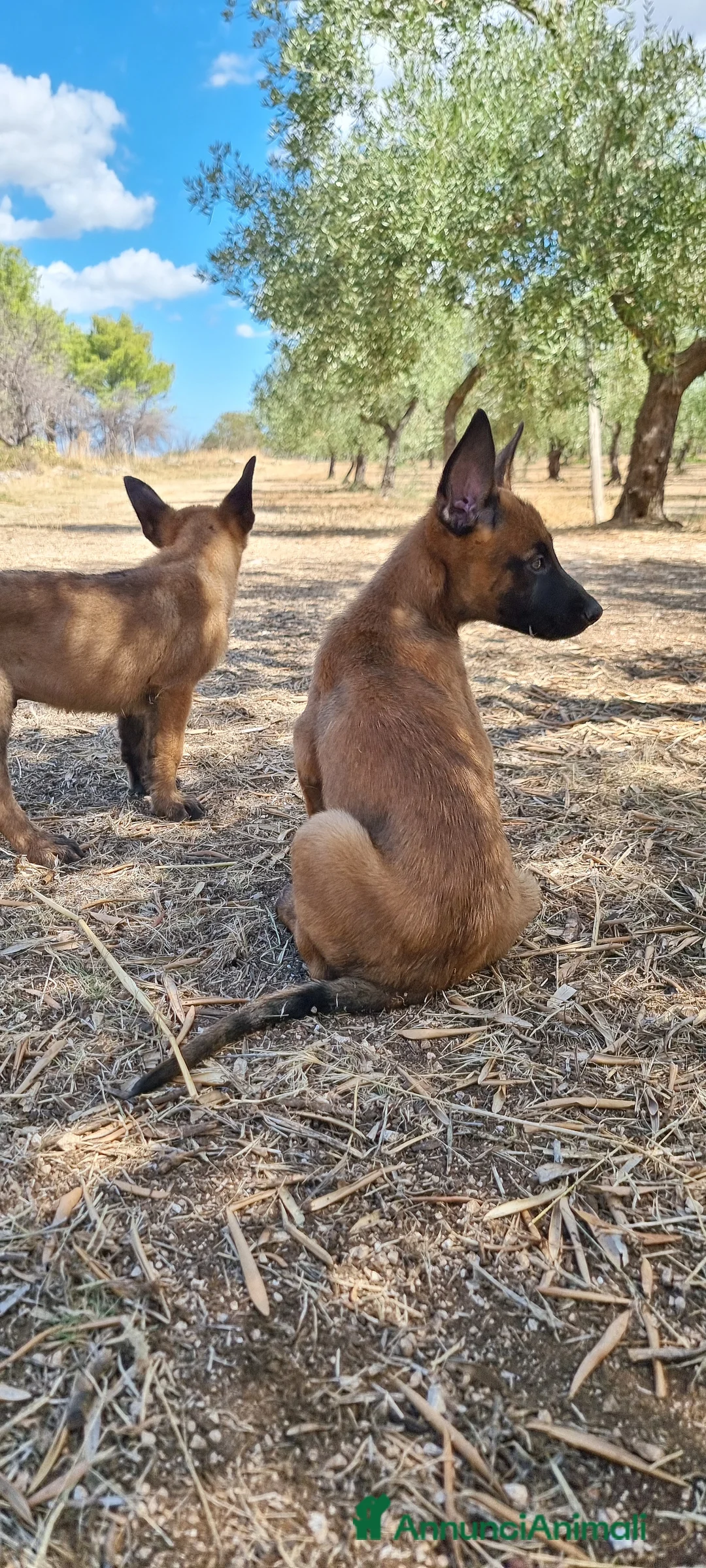 Pastore Belga cani in vendita: Cuccioli Pastore Belga Malinois Cosenza Calabria - Annuncio 3