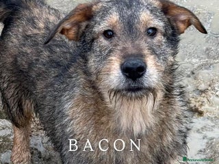 Meticcio cani BACON, terrier SUPER SIMPATICO E COCCOLONE! - Annuncio 29