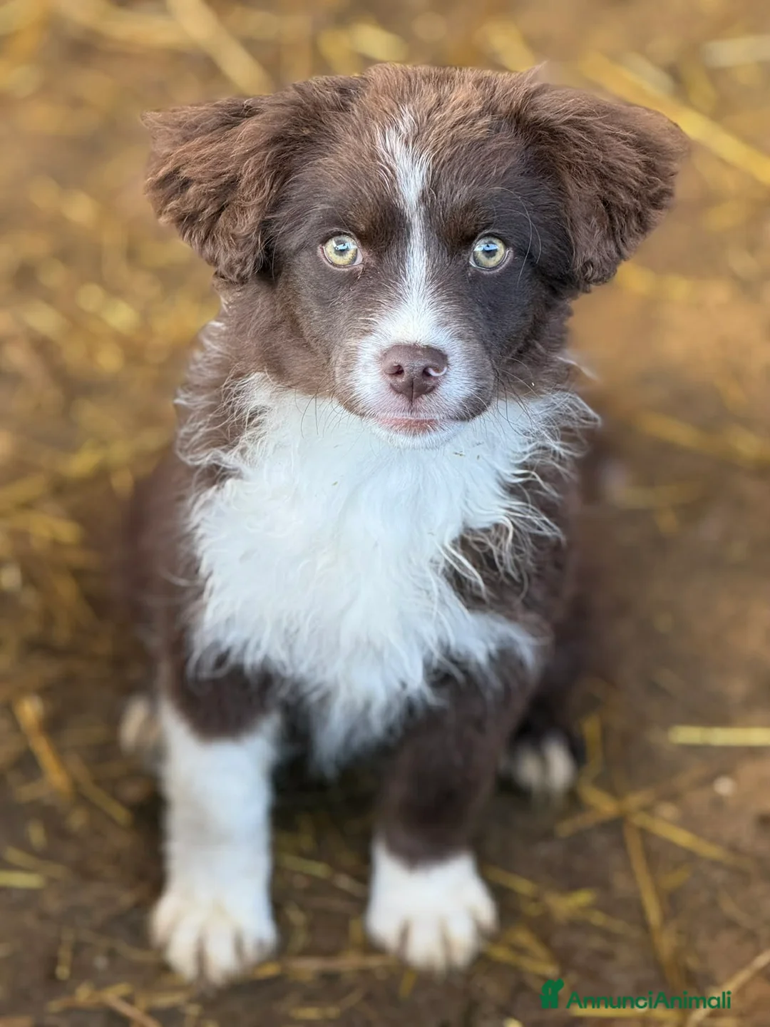 Meticcio cani in regalo: V-GIRLS, 5 cucciole strepitose! TG PICCOLA - Annuncio 15