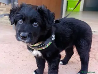 Meticcio cani Dolcissimo cucciolo nero 2 mesi tg medio grande - Annuncio 6