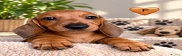 Bassotto cani in vendita: CUCCIOLI BASSOTTI STANDARD - Annuncio 9