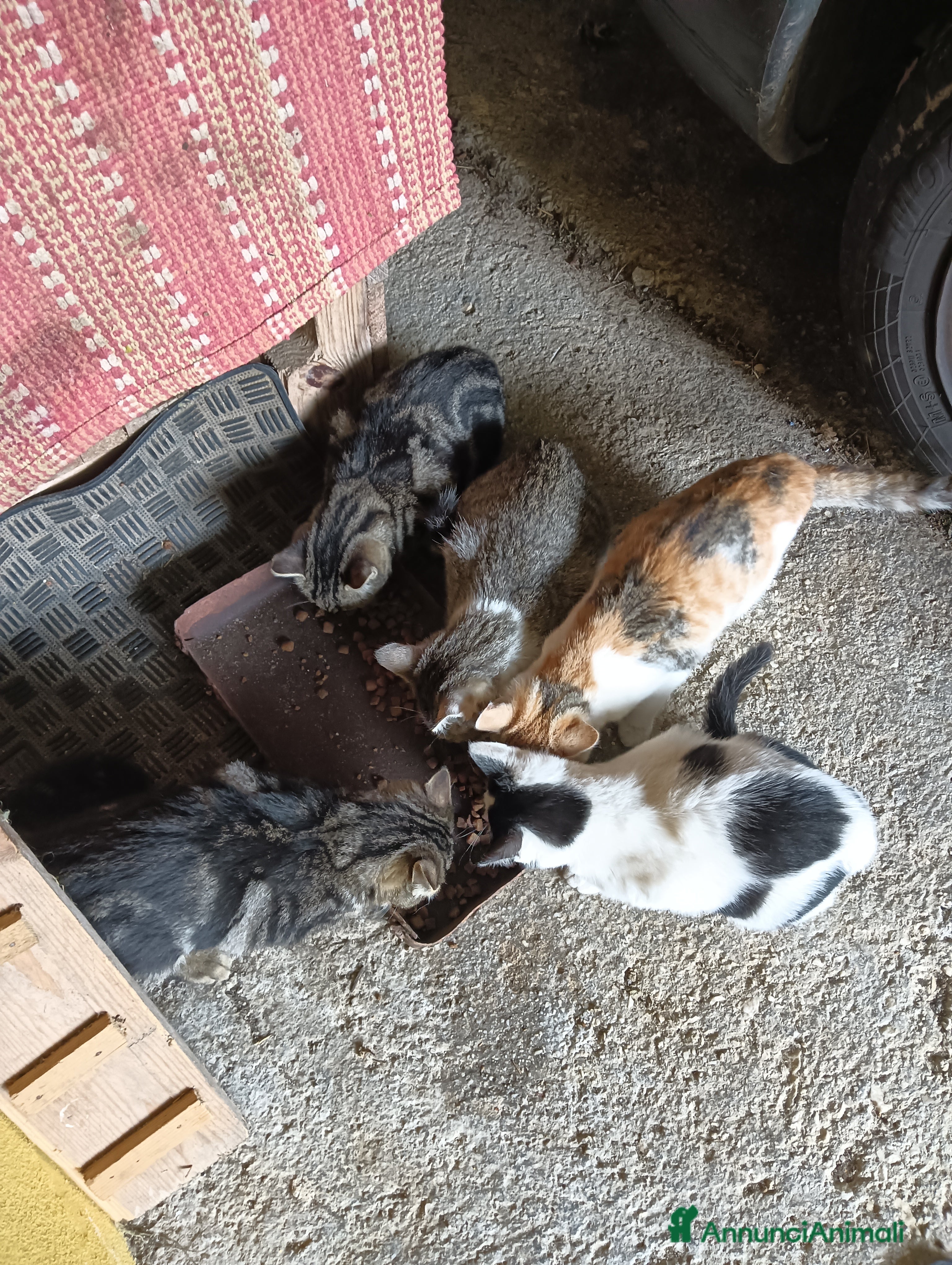 Europeo gatti Gatti ni  - Annuncio 4