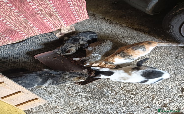 Europeo gatti - Annuncio 2