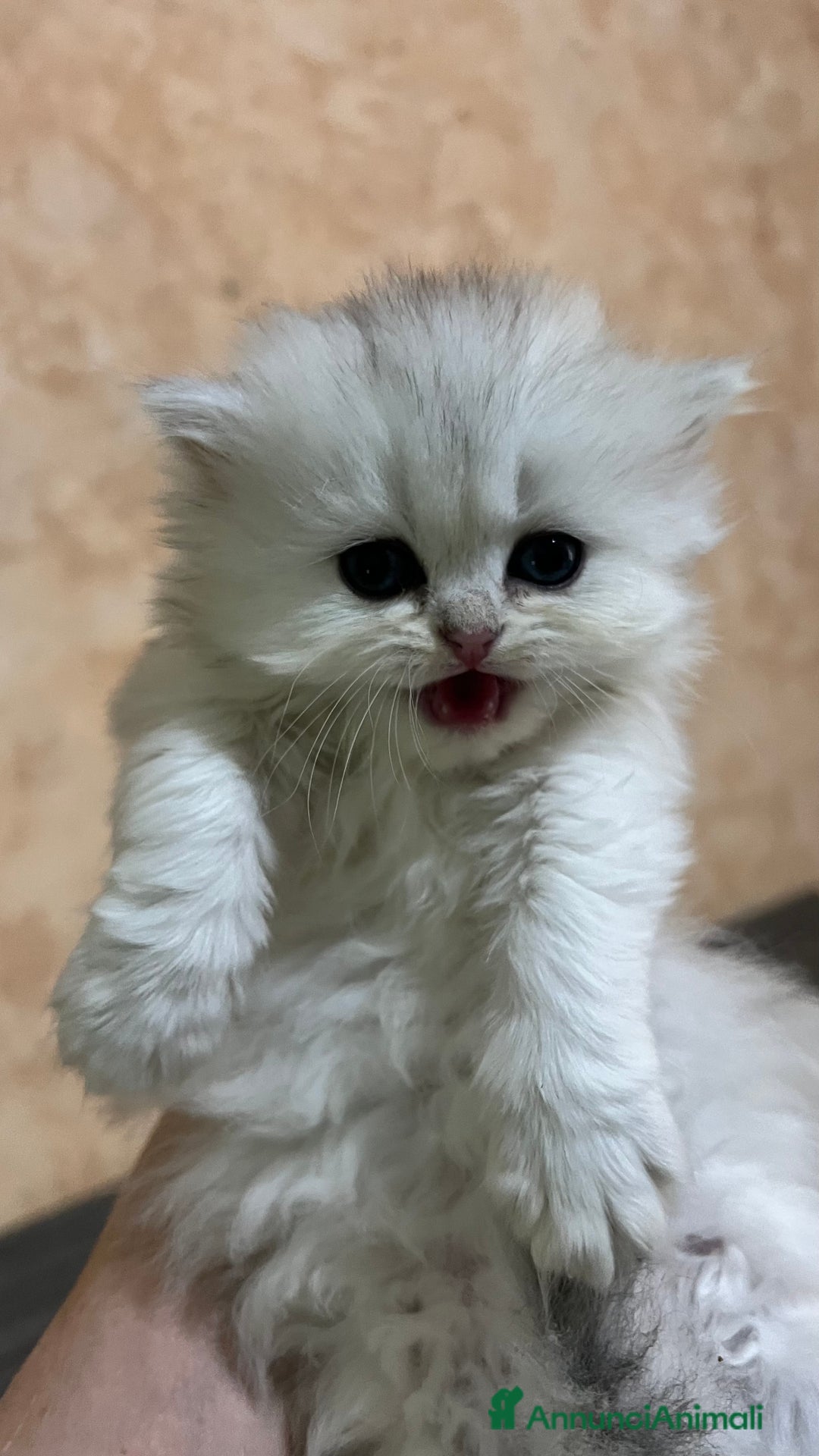 British gatti in vendita: British longhair - Annuncio 12