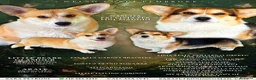 Corgi Pembroke cani in vendita: Cucciolo Welsh Corgi Pembroke - Annuncio 2