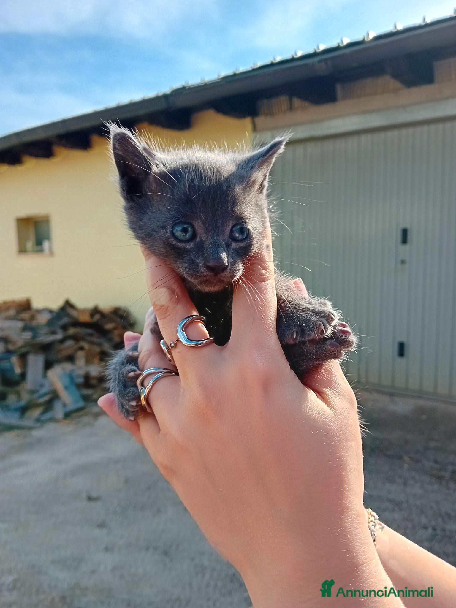 Meticcio gatti Regaliamo cucciolo di gattino - Annuncio 1