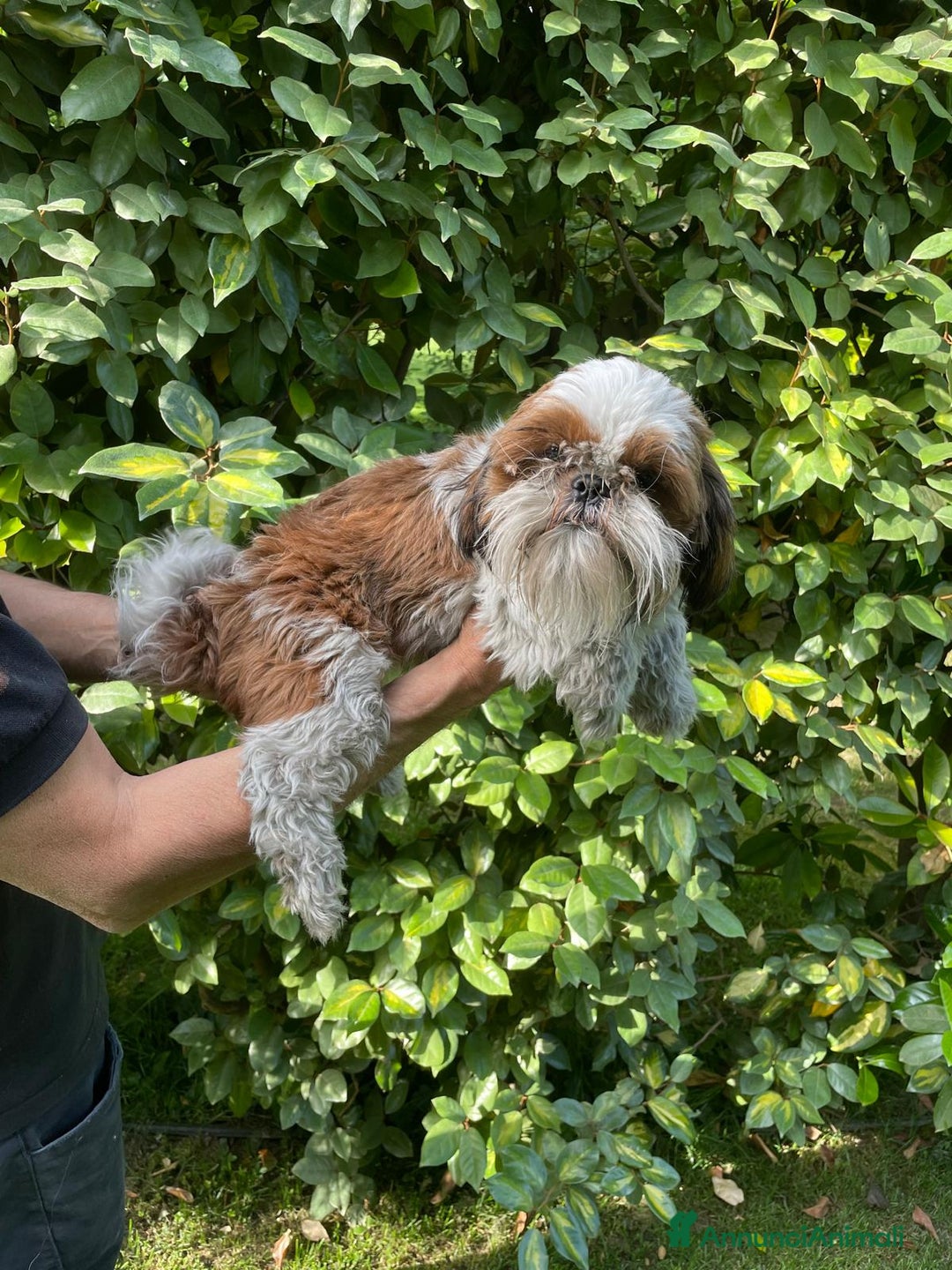 Shih Tzu cani in regalo: SHIHTZU ADULTO MASCHIO- rimborso spese - Annuncio 3