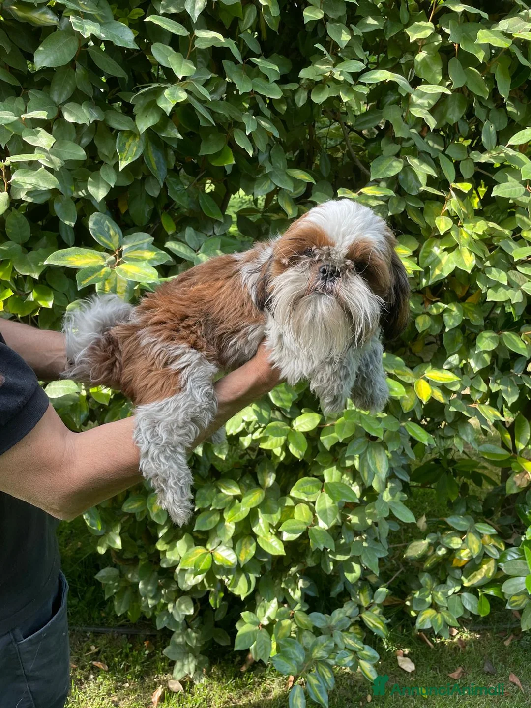 Shih Tzu cani in regalo: SHIHTZU ADULTO MASCHIO- rimborso spese - Annuncio 3