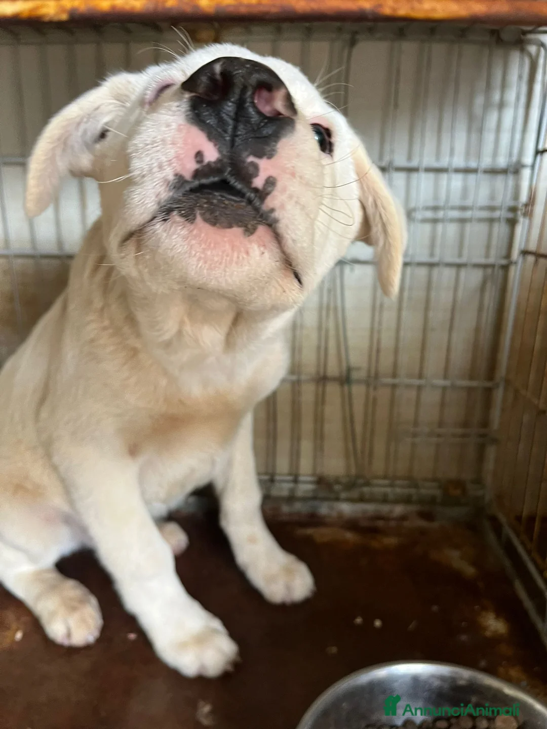 Meticcio cani in regalo: Cucciolo in canile  - Annuncio 3