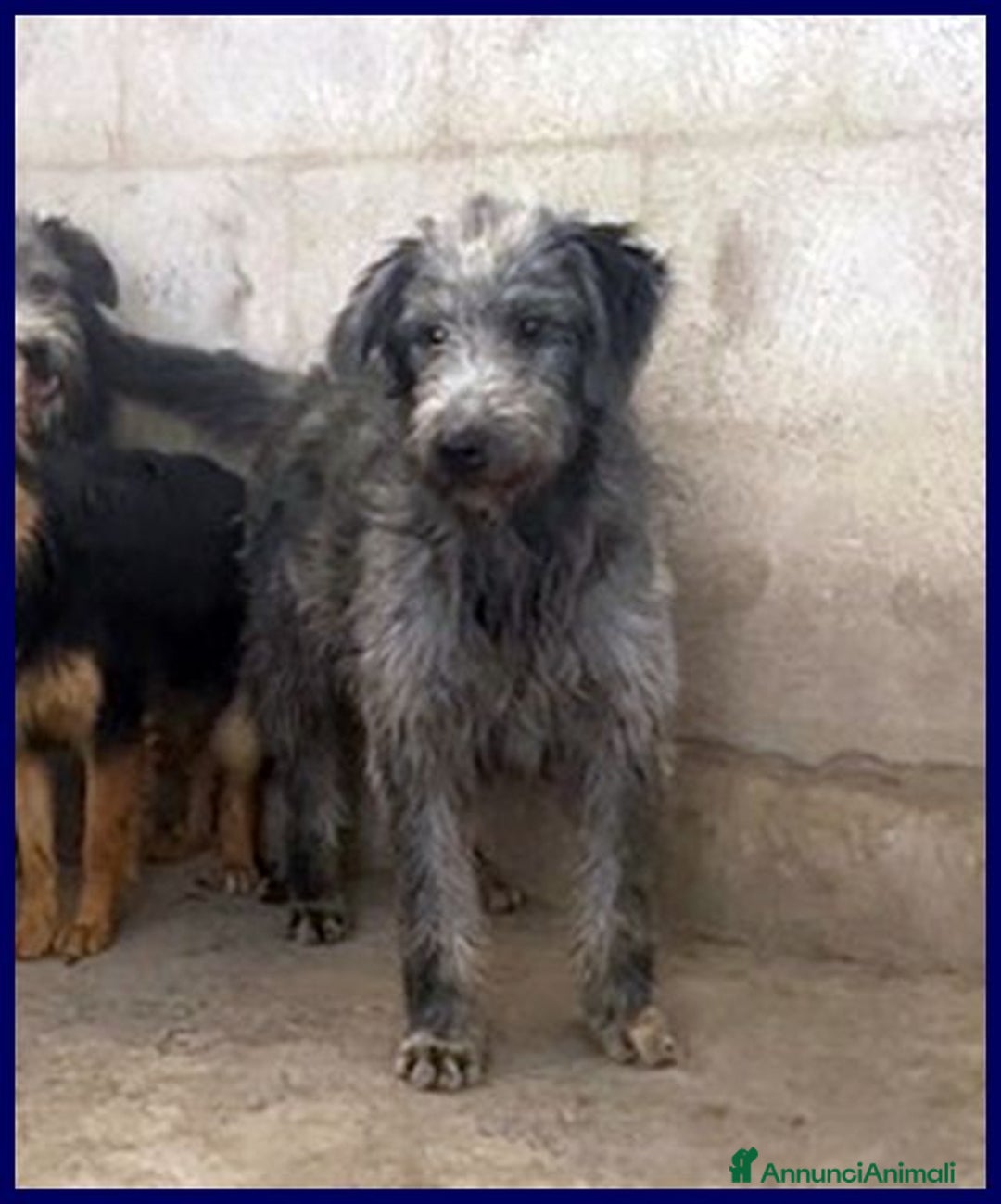 Meticcio cani in regalo: MAGOGO giovane in cerca di casa - Annuncio 7