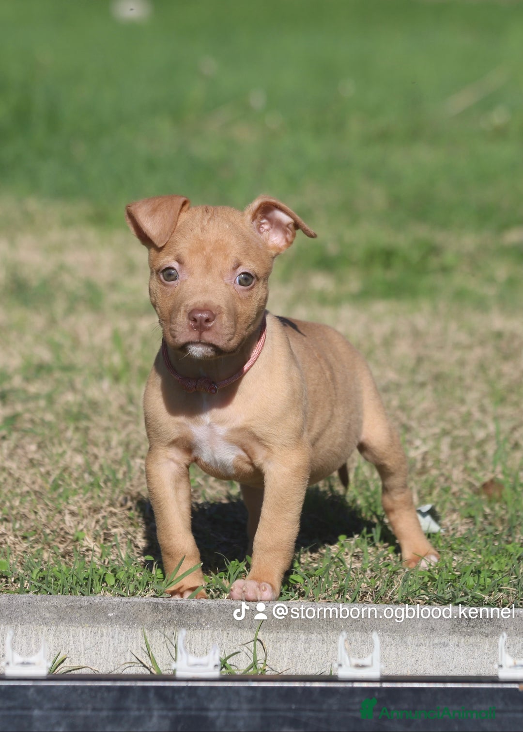 Pitbull cani in vendita: Cuccioli Pit Bull con Pedigree anche a rate - Annuncio 16