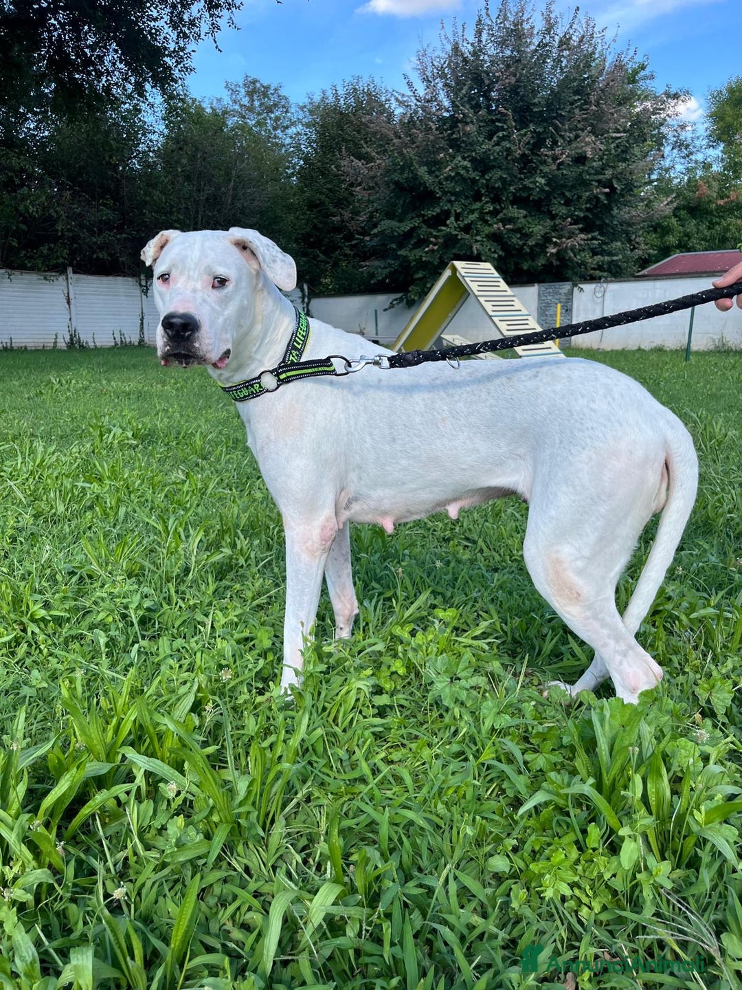 Affenpinscher cani in regalo: LOLA DOGO ARGENTINO - Annuncio 8