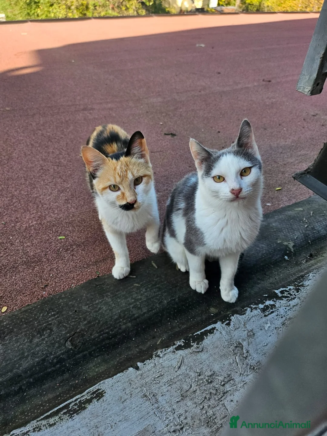 Altre razze gatti in regalo: CERCA CASA 🥰🏡 a Provincia di Ancona - Annuncio 2