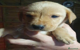 Labrador cani in vendita: Cuccioli di Labrador Retriever pronti a Città Metropolitana di Torino - Immagine 5