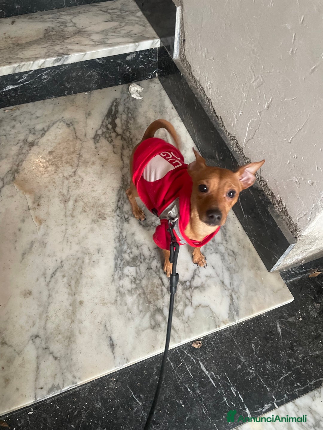 Pinscher Miniatura cani in regalo: Pinscher maschio - Annuncio 2