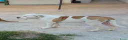 Bulldog cani in vendita: Cucciolo American bulldog  - Annuncio 6