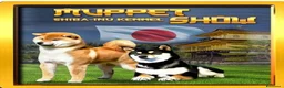 Shiba Inu cani in vendita: Shiba inu - Annuncio 29