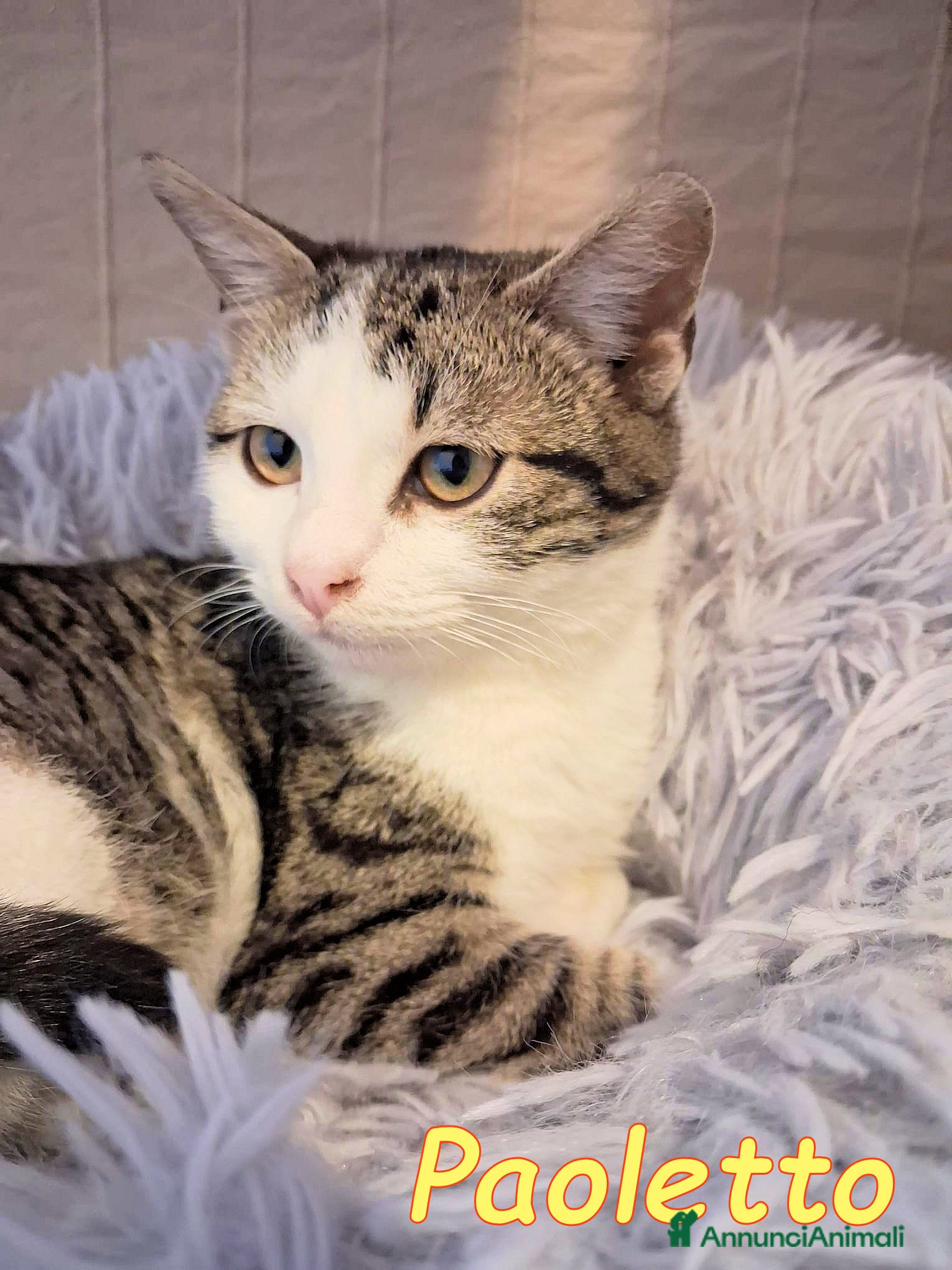 Europeo gatti   PAOLETTO 💔 ADOZIONE URGENTE - Annuncio 2