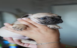 Bulldog Francese cani in vendita: Bulldog francese  a Provincia di Ascoli Piceno - Immagine 6